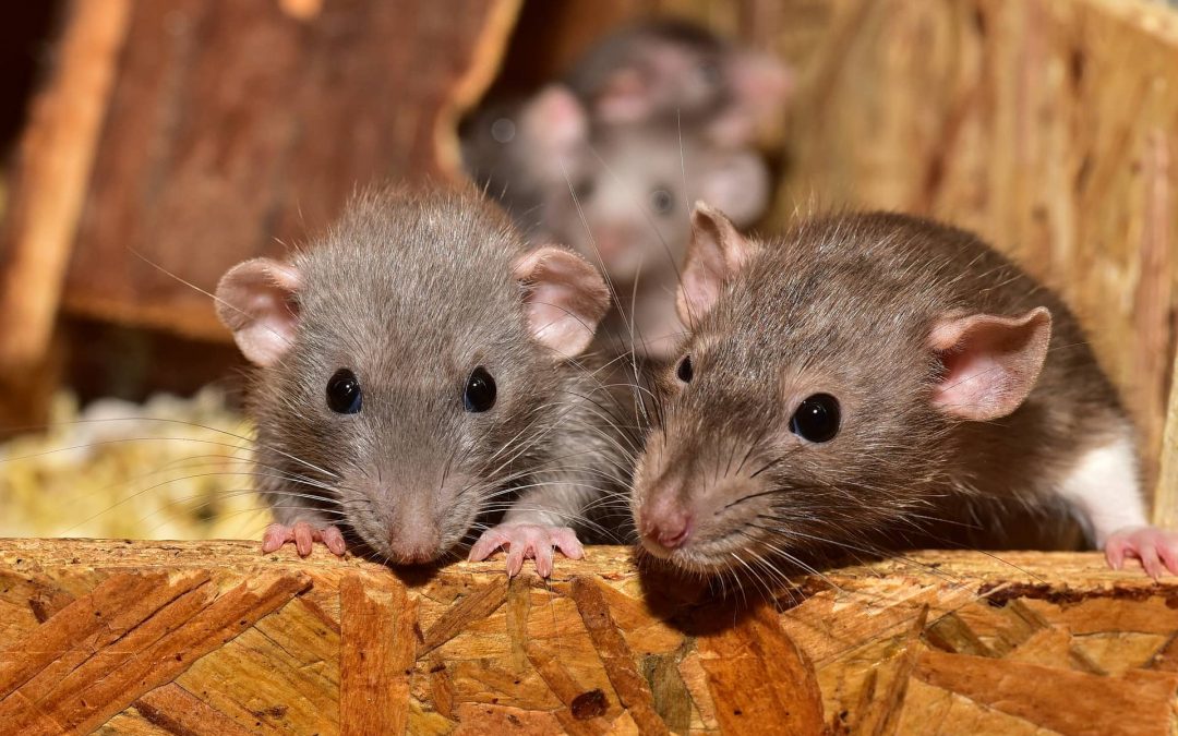 Exterminateur de souris : Les avantages d’Extermination Experasitaire