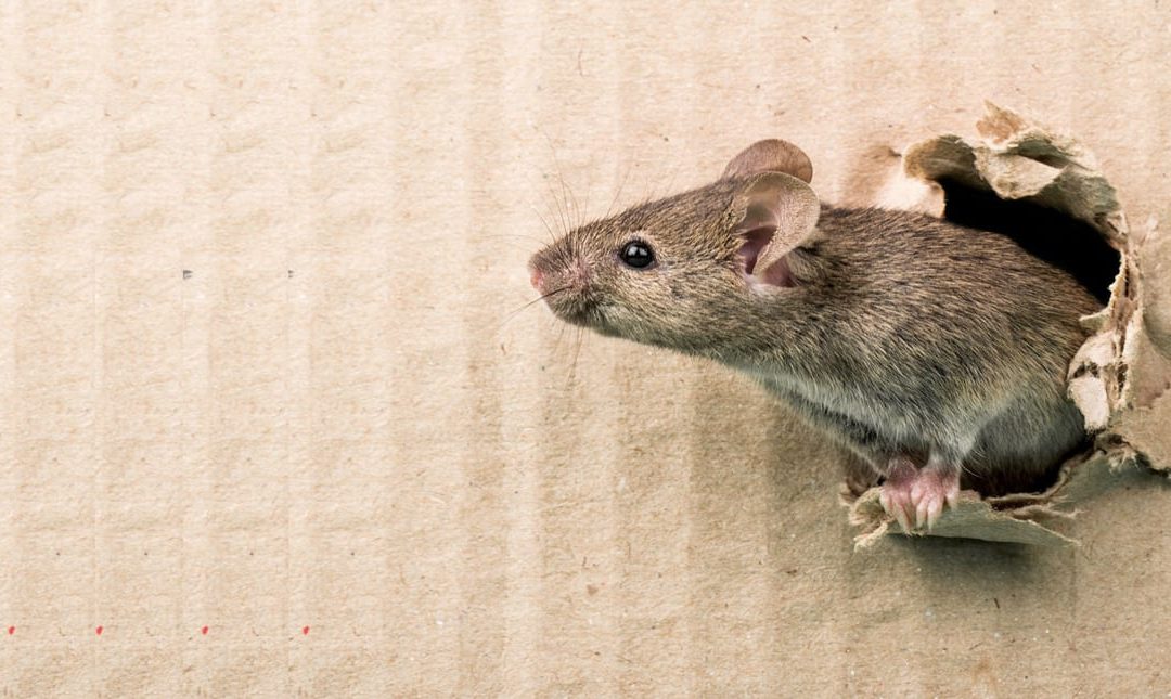Tout savoir sur l’infestation de souris